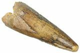 Cretaceous Fossil Crocodylomorph Tooth - Morocco #299217-1